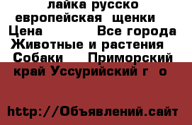 лайка русско-европейская (щенки) › Цена ­ 5 000 - Все города Животные и растения » Собаки   . Приморский край,Уссурийский г. о. 